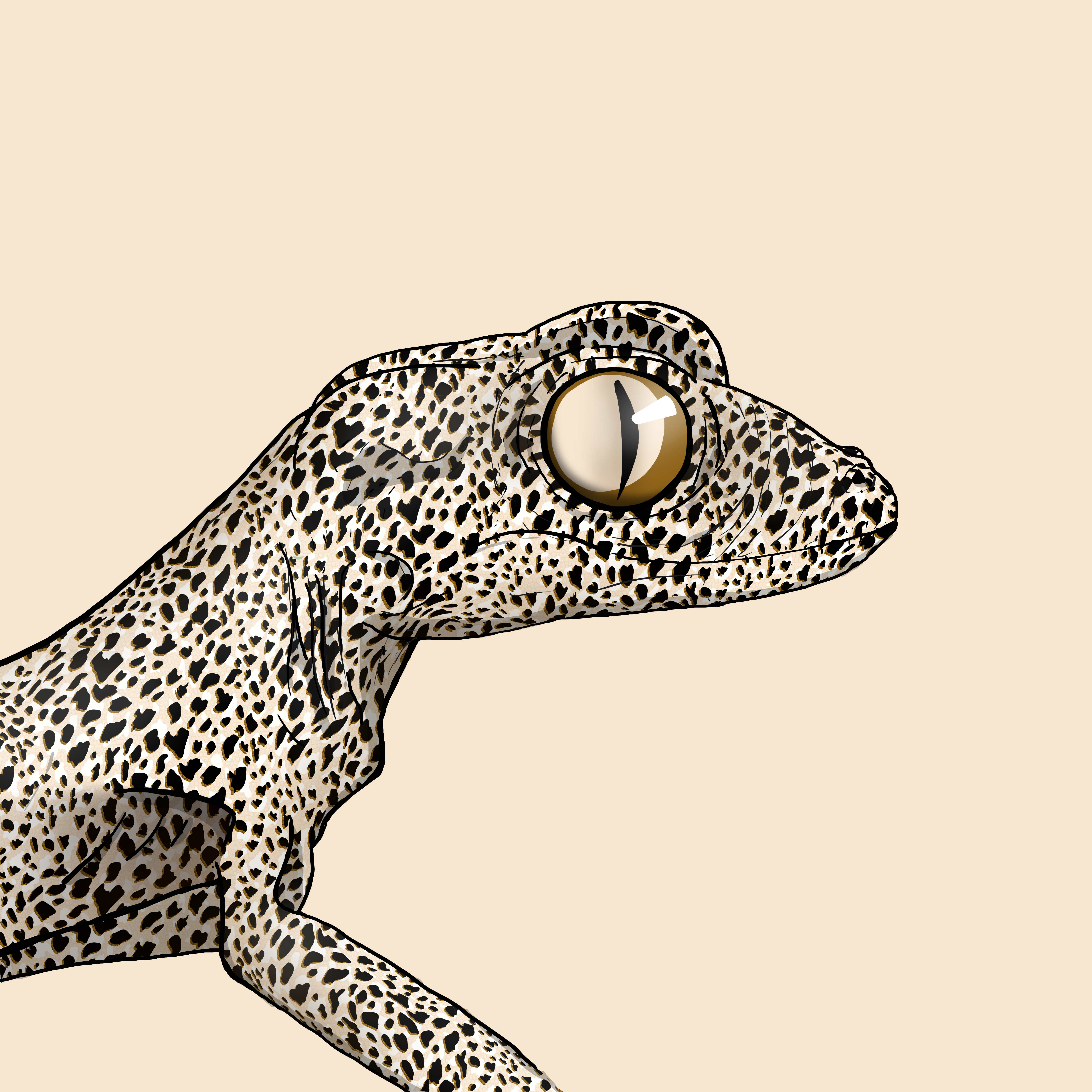 Geko 0260 NFT on Algorand