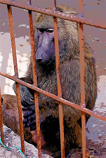 Caged Ape 2