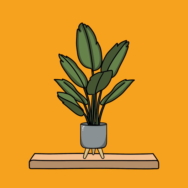 An image of Algo House Plant #0013