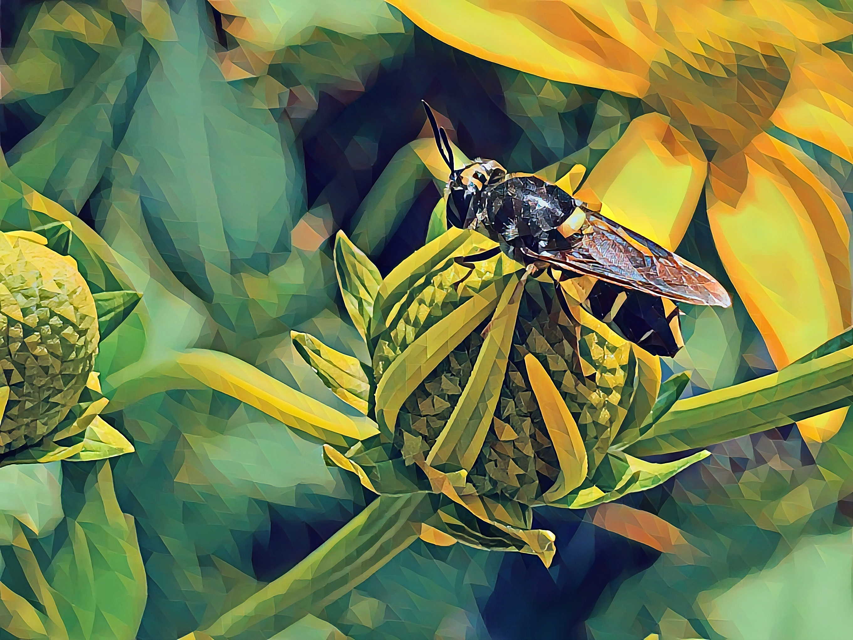 Syrphid NFT on Algorand