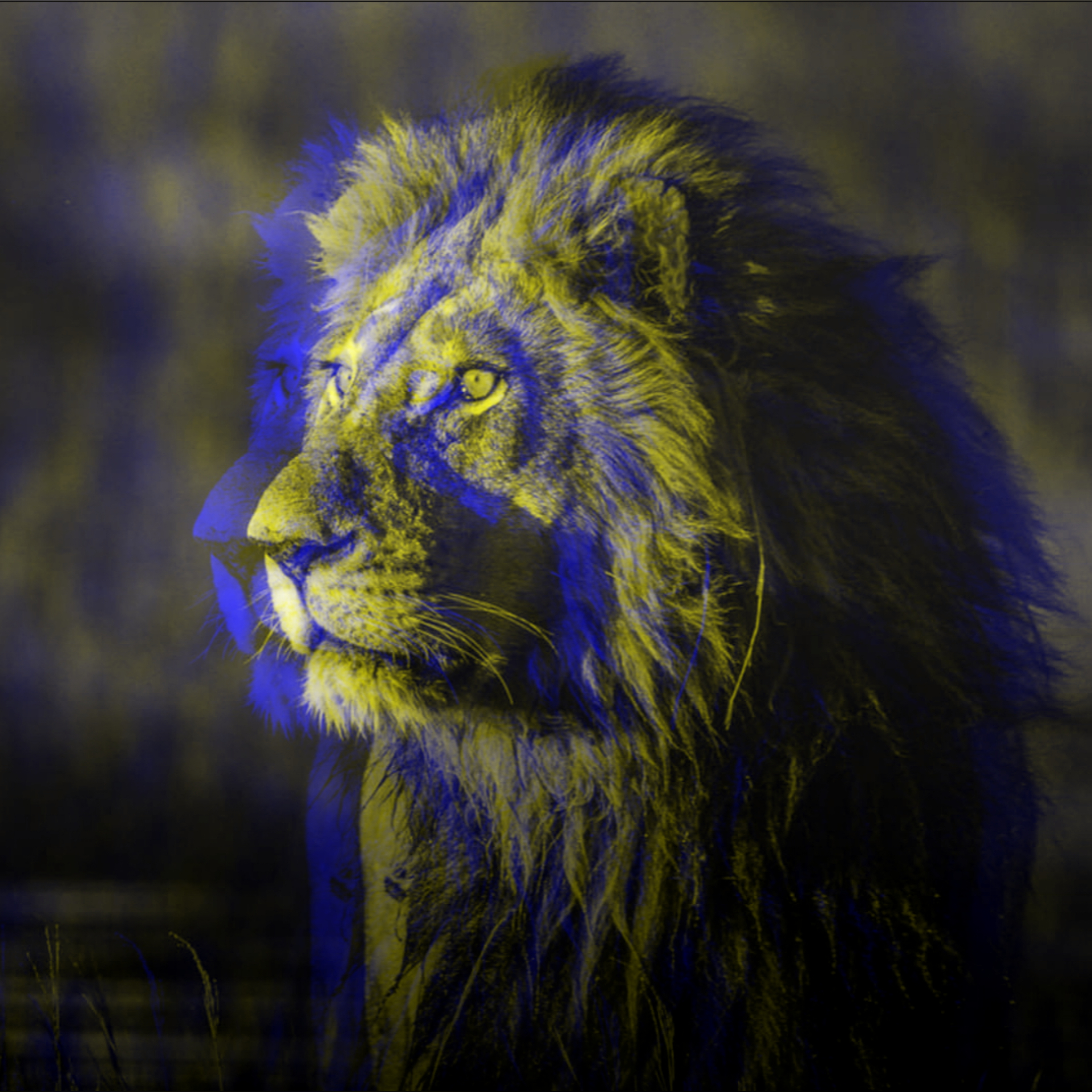 Algos Lion NFT on Algorand