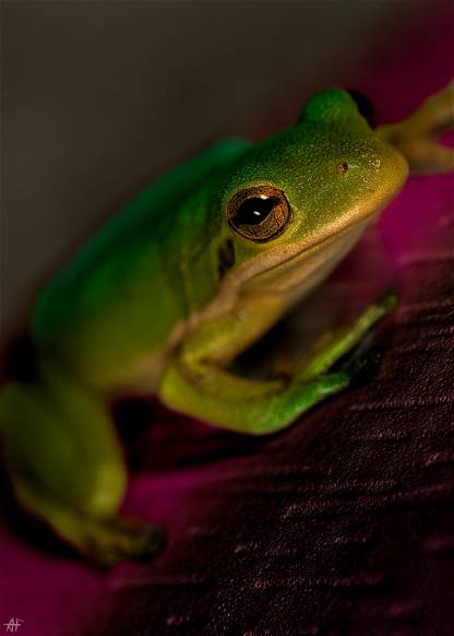 Froggies' Frog