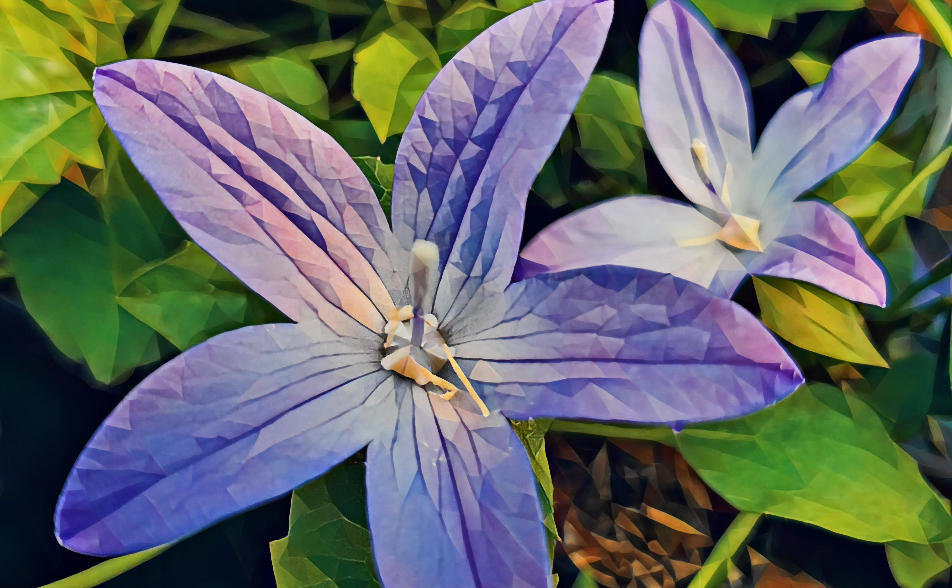 Campanula NFT on Algorand