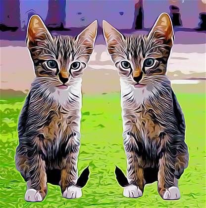 Twin Baby Cat