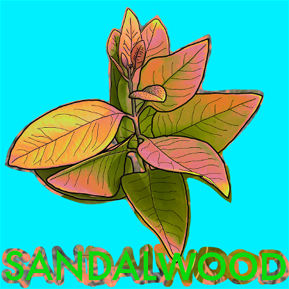 Wild_Sandalwood_04