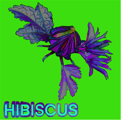Wild_Hibiscus_05