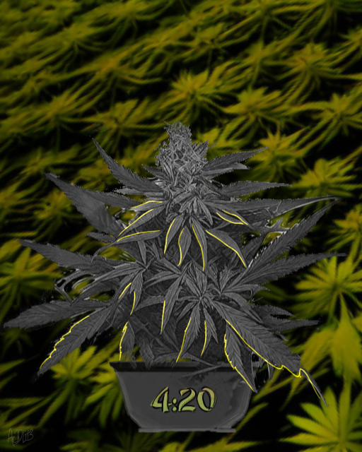 An image of Ganja Plant