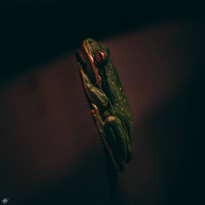Nightly Frog