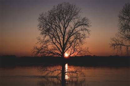 Series 1 Sun in tree