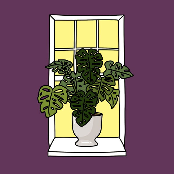 An image of Algo House Plant #0014