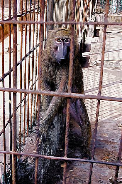 Caged Ape 3