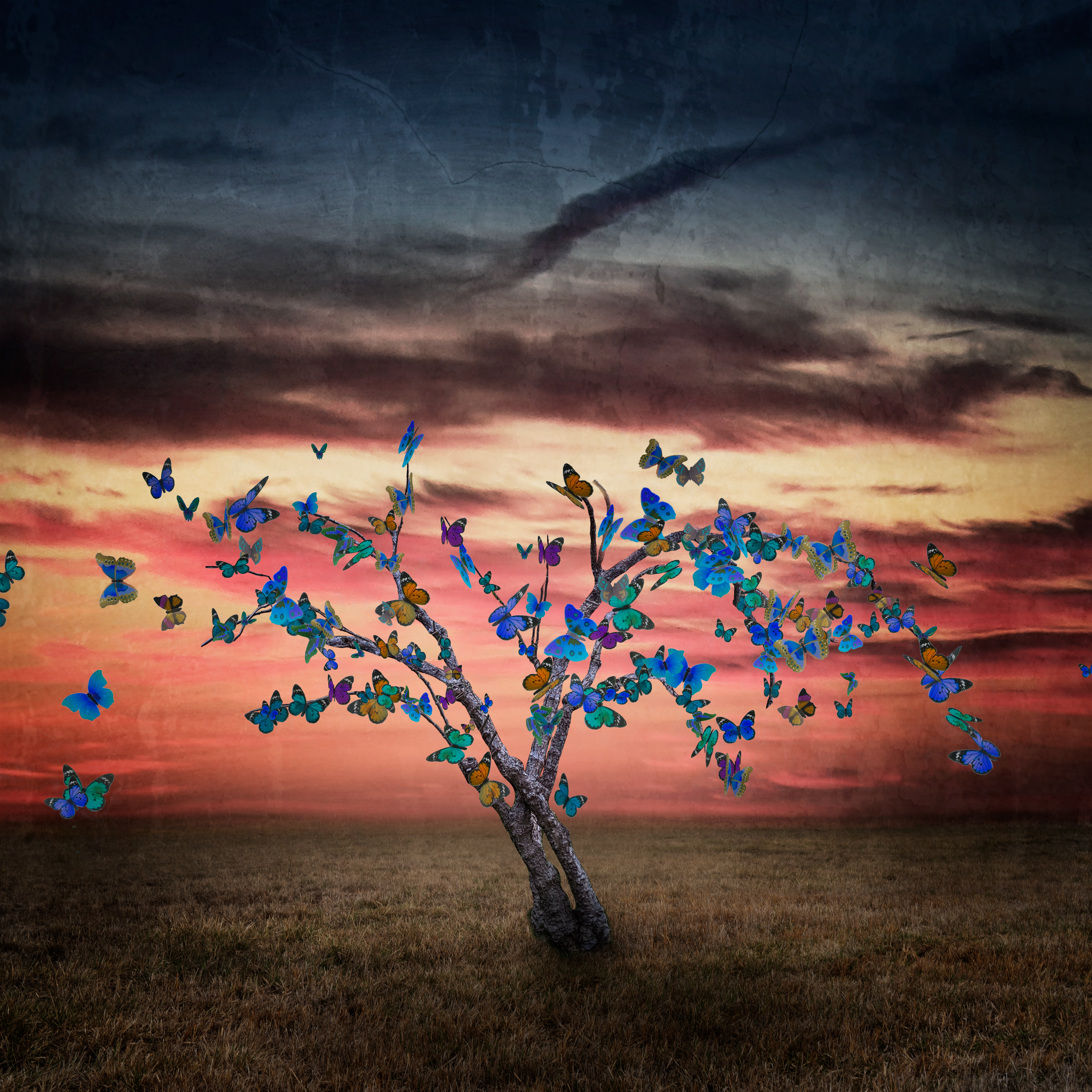 Weight of the Butterflies NFT on Algorand