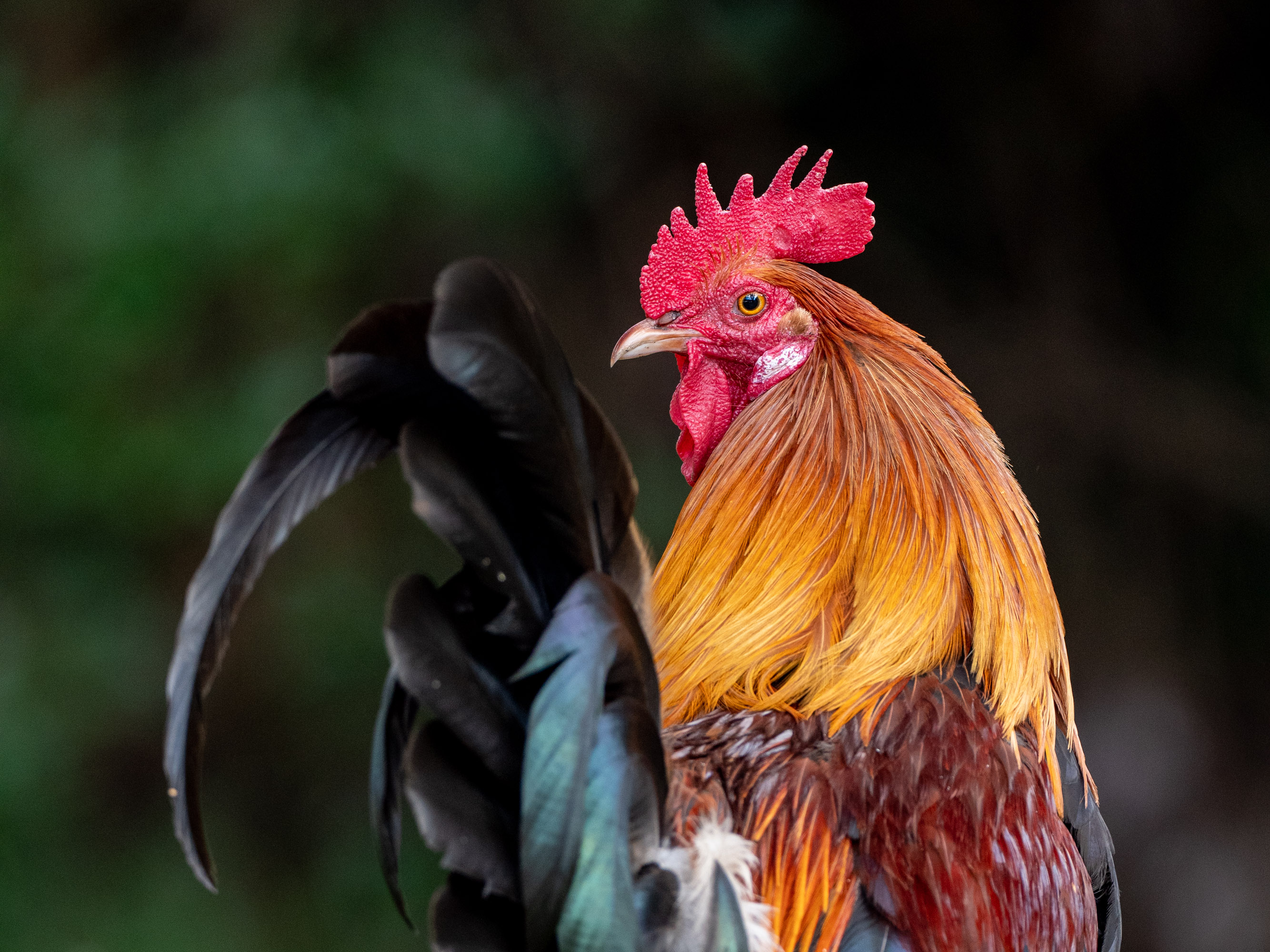 BIRDS: Chicken #1 NFT on Algorand