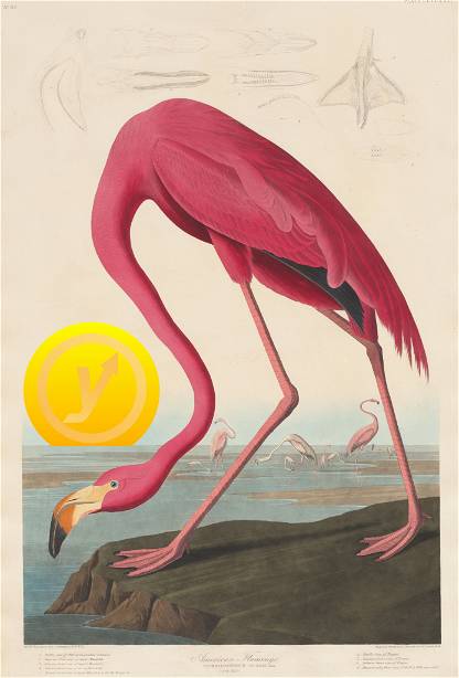 YLDY American Flamingo, 1838