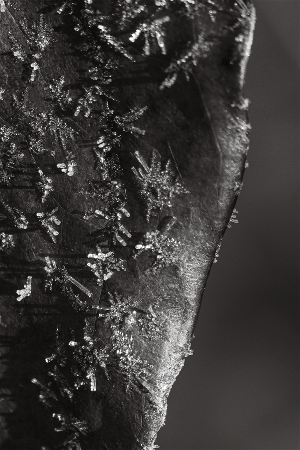 Image of Iced Leaf