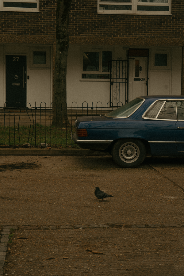 An image of A Pigeon & A Car