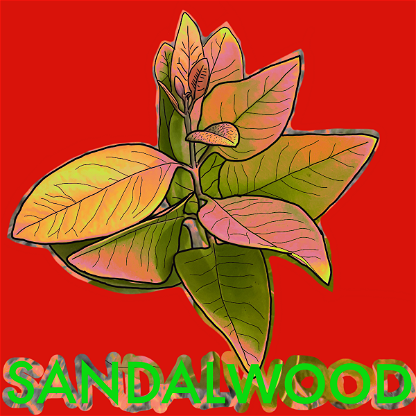 Wild_Sandalwood_03