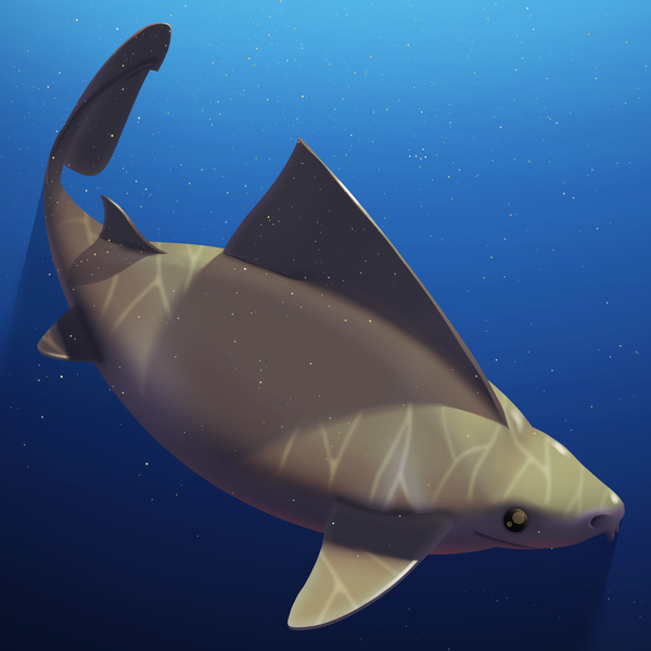 Image of AOShark 025