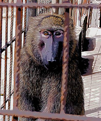 Caged Ape